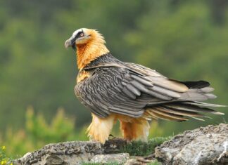 როგორ იპოვა ქართული ბატკანძერი თავის ოჯახი საქართველოში